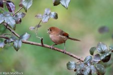 10804_Vinous-throated Parrotbill.jpg