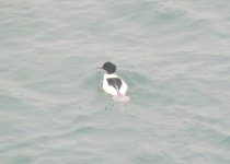 Common Merganser.jpg