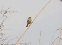 Ochre-rumped Bunting.jpg