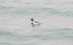 Red-breasted Merganser.jpg