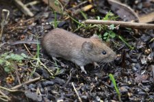 2011_12_30_Bank_Vole (640x427).jpg