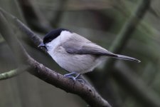 2011_12_30_Marsh_Tit (640x427).jpg