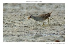 JAY_3600 White-browed Crake.jpg