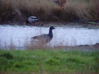 Brent Goose UW 311211.jpg