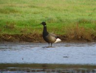 Dark-bellied Brent UW 311211.jpg