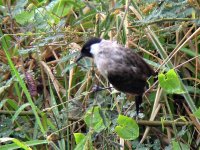 sooty-headed bulbul.jpg