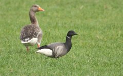 brent goose 3 copy.jpg