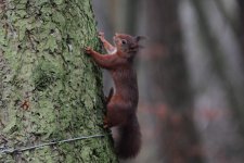 Red-Squirrel-@-Wallington-1.jpg