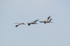 Common Cranes 2.jpg