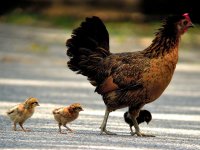 Red Junglefowl.jpg