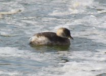 Little grebe.jpg