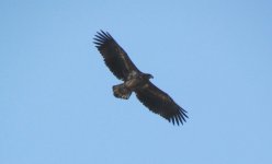 White-tailed Sea Eagle.jpg