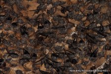 Swiftlet, Black-nest Gomantong Borneo Malaysia AR smaller.jpg