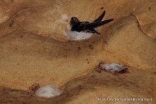 Swiftlet, Edible-nest Gomantong Borneo Malaysia AR-1.JPG