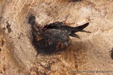 Swiftlet, Mossy-nest Gomantong Borneo Malaysia AR-2 smaller.jpg