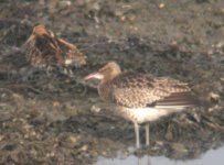 whimbrel wt snipe nov 24th c'ford.jpg