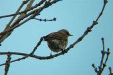 FieldFare200.jpg