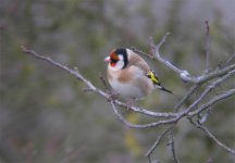 GoldFinch200.jpg