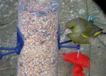 GreenFinch200.jpg