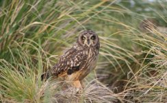 xShort Eared Owl (Kidney Island) 3.jpg