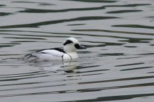 001_Smew.jpg