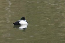 002_Scaup.jpg