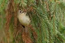 004_Goldcrest.jpg