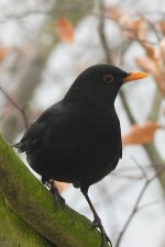 008_Blackbird.jpg