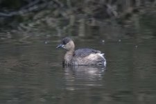 littlegrebe190106c.jpg