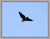 Eclectus parrot male in Sulawesi.jpg