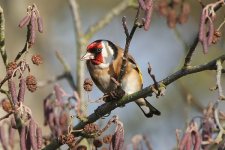 goldfinch200106a.jpg