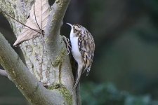 treecreeper200106d.jpg