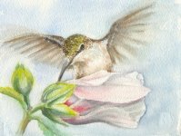 hummingber ruby throated female ref terry.JPG