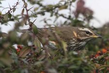 redwing050306e.jpg