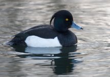 TuftedDuck3.jpg