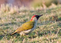 GreenWoodpecker5.jpg