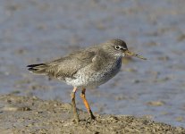 Redshank6.jpg