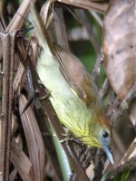 striped tit babbler.jpg