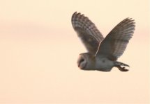 17-01-12BarnOwl023SC1.jpg