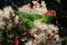 musk_lorikeet_blossoms_lores.jpg