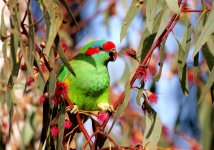 MuskLorikeetBlossom.jpg