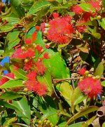 Musk-Lorikeet-gum-blossoms - lores.jpg