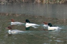 goosander.jpg