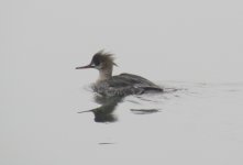 Red-breasted Merganser.jpg