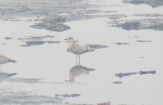 Slaty-backed Gull.jpg