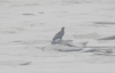 White-tailed Sea Eagle.jpg