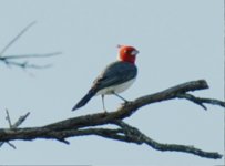 Loma Plata Red crested Cardinal 1.jpg
