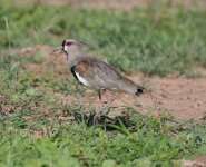 Loma Plata Southern Lapwing 1.jpg