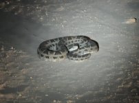 Loma Plata Snake 1.jpg