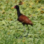 Low Chaco Paraguay Wattled Jacana 1.jpg